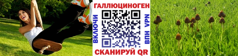 blacksprut зеркало Чапаевск Псилоцибиновые грибы Psilocybine cubensis